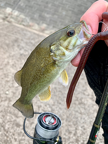 スモールマウスバスの釣果