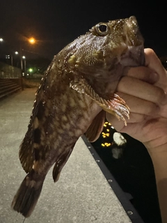 カサゴの釣果