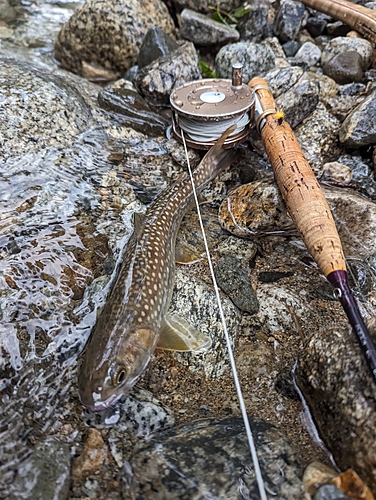 ニッコウイワナの釣果