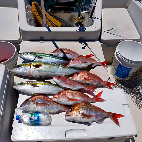 タイの釣果