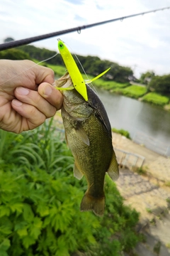 ラージマウスバスの釣果