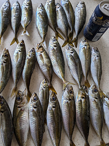 アジの釣果