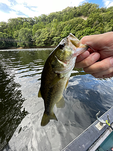 ラージマウスバスの釣果