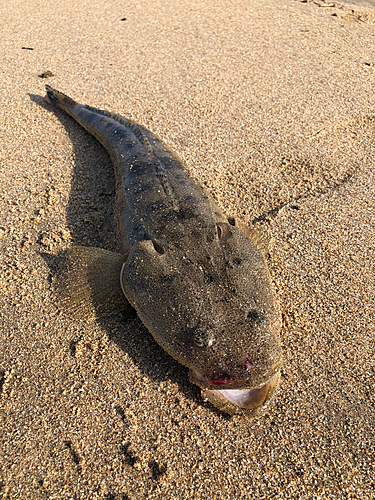 マゴチの釣果