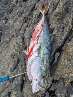 ヤズの釣果