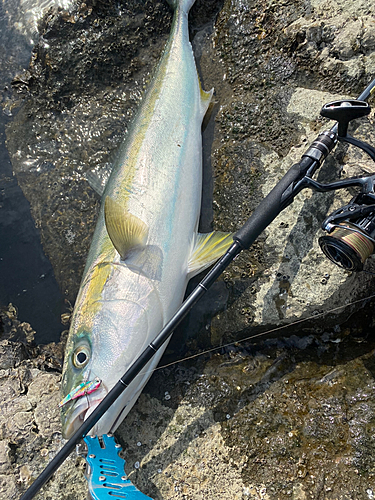 ブリの釣果