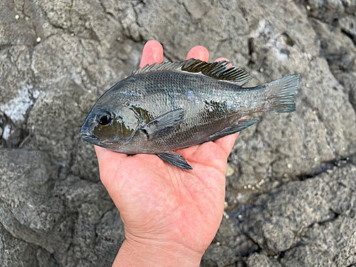 グレの釣果