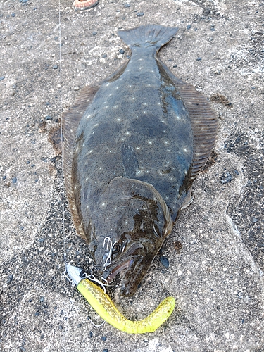 ヒラメの釣果