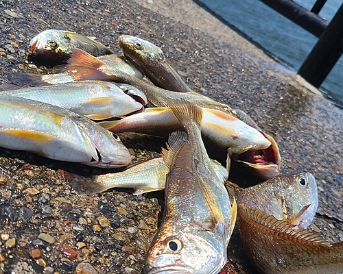 イシモチの釣果