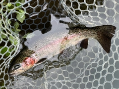 ニジマスの釣果