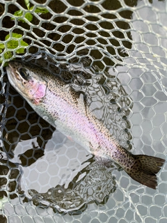 ニジマスの釣果