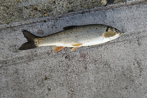 ウグイの釣果