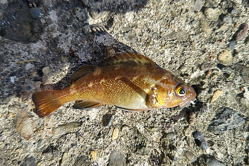 エゾメバルの釣果