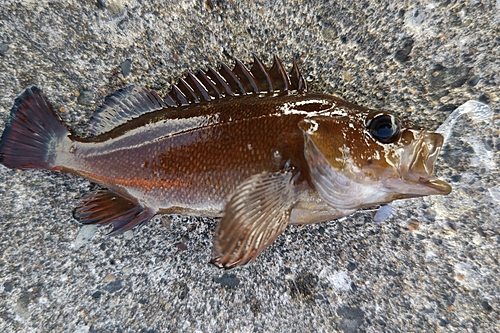 エゾメバルの釣果