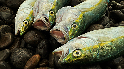 ツバスの釣果