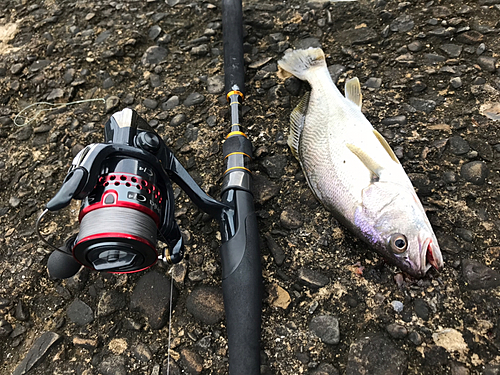 ニベの釣果