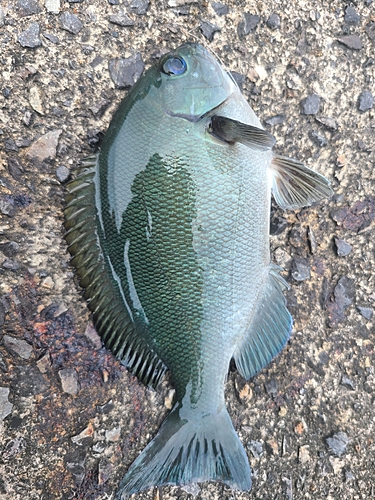 メジナの釣果