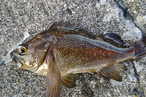 エゾメバルの釣果