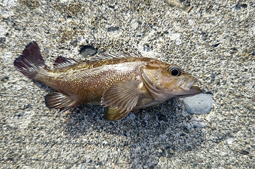 エゾメバルの釣果