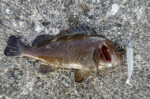 エゾメバルの釣果