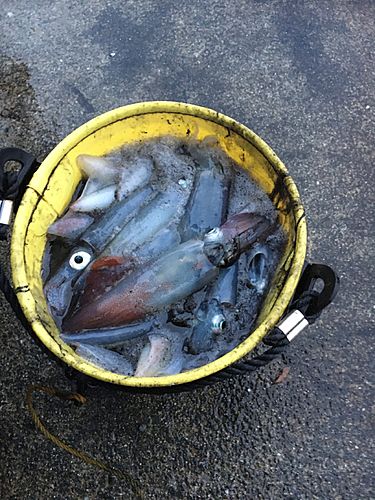 ケンサキイカの釣果