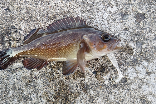 エゾメバルの釣果