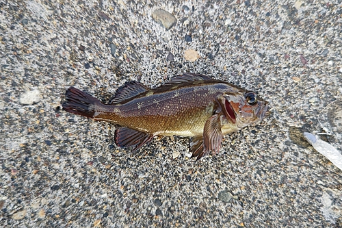 エゾメバルの釣果