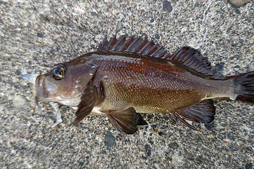 エゾメバルの釣果