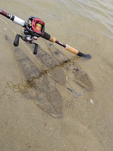 マゴチの釣果