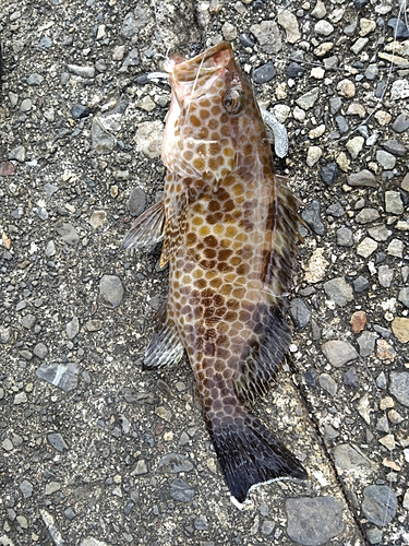 オオモンハタの釣果