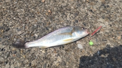 イシモチの釣果