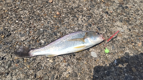 イシモチの釣果