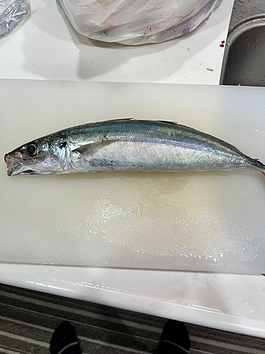 釣果