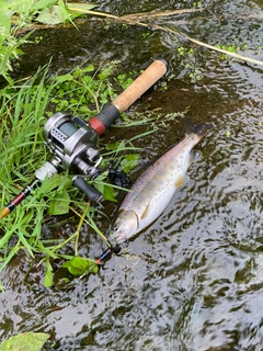 ヤマメの釣果