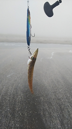 カマスの釣果