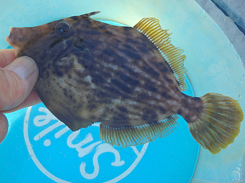 カワハギの釣果