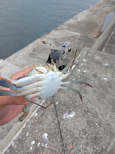 ワタリガニの釣果