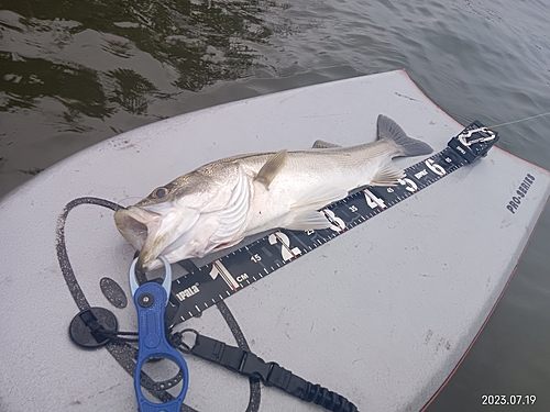 シーバスの釣果