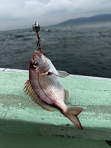 タイの釣果