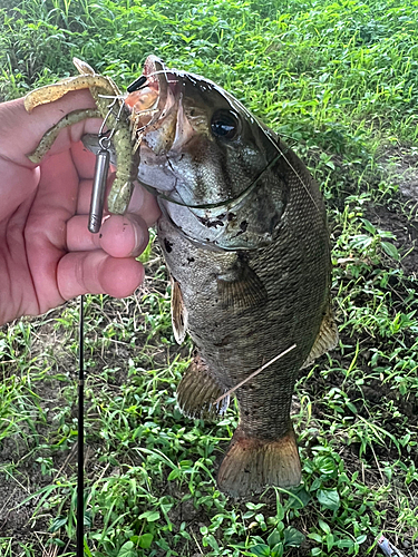 スモールマウスバスの釣果