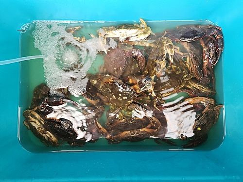 ワタリガニの釣果