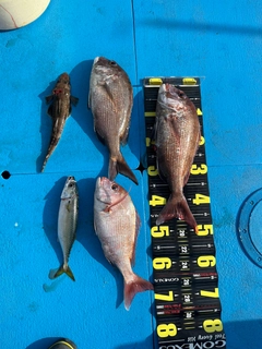 タイの釣果