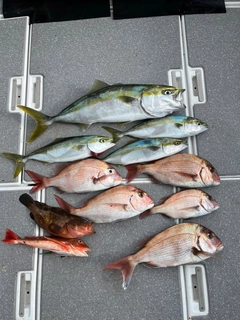 タイの釣果