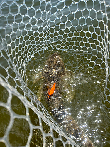 マゴチの釣果