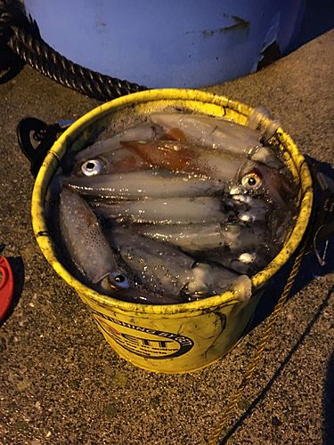 ケンサキイカの釣果