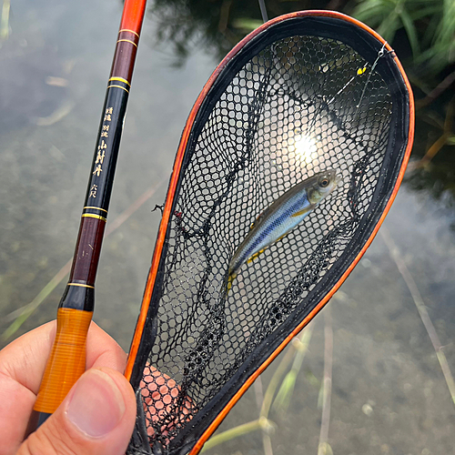 カワムツの釣果