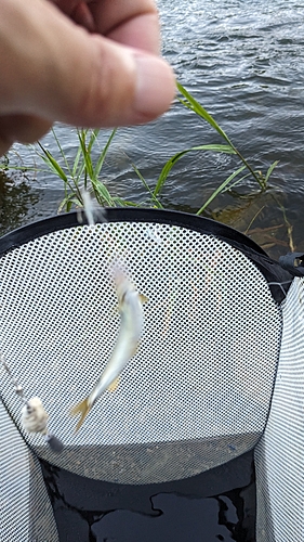 コアユの釣果