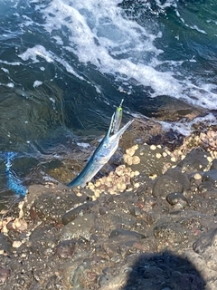 ダツの釣果