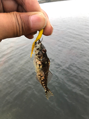 アナハゼの釣果