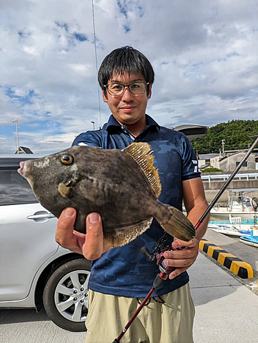 カワハギの釣果